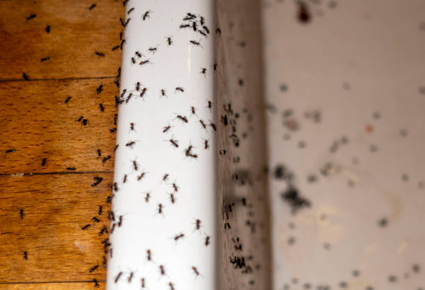 Best Termite Control Services  in Reidville, SC